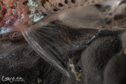 Hoplisoma loretoense