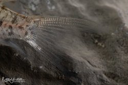 Hoplisoma loretoense