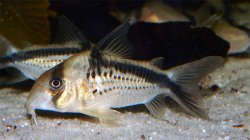 Hoplisoma loxozonum