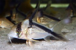 Hoplisoma loxozonum
