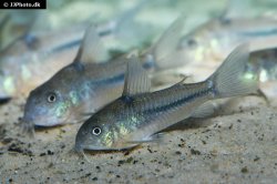 Hoplisoma nattereri