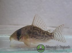 Hoplisoma noxium