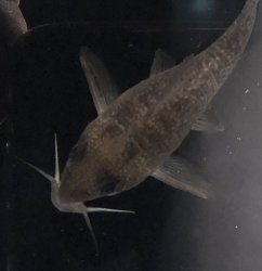 Hoplisoma noxium
