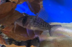 Hoplisoma noxium