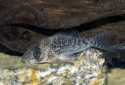 Hoplisoma noxium