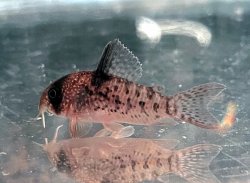 Hoplisoma noxium