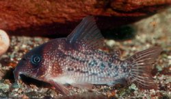 Hoplisoma noxium