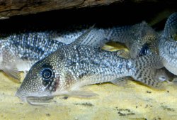 Hoplisoma noxium