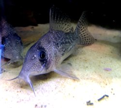 Hoplisoma noxium
