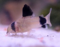 Hoplisoma panda