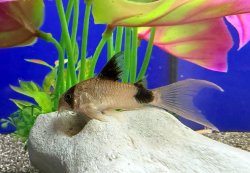 Hoplisoma panda