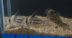 Hoplisoma parallelum
