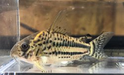 Hoplisoma pavanelliae - Click for species page