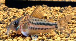 Hoplisoma pavanelliae