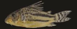 Hoplisoma pavanelliae