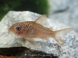 Hoplisoma polystictum - Click for species page
