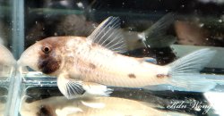 Hoplisoma rikbaktsa