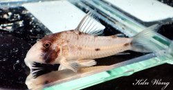 Hoplisoma rikbaktsa