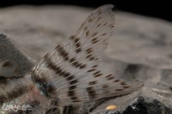 Hoplisoma schwartzi