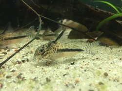 Hoplisoma sipaliwini