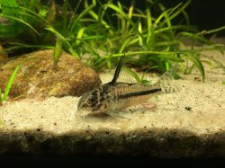 Hoplisoma sipaliwini