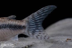 Hoplisoma sipaliwini
