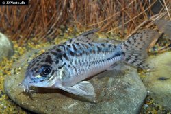 Hoplisoma sp. (C019) - Click for species page