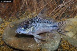 Hoplisoma sp. (C019)