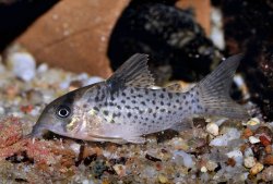 Hoplisoma sp. (C021) - Click for species page