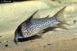 Hoplisoma sp. (C048) - Click for species page