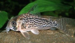 Hoplisoma sp. (C083)
