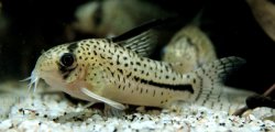 Hoplisoma sp. (C091) - Click for species page