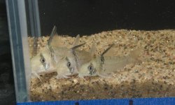 Hoplisoma sp. (C096)