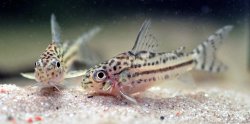 Hoplisoma sp. (C150)