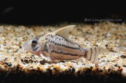Hoplisoma sp. (Cw028)