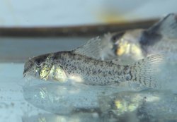 Hoplisoma sp. (Cw030)