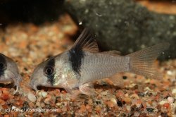 Hoplisoma sp. (Cw049)