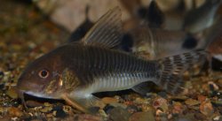 Hoplisoma sp. (Cw069) - Click for species page