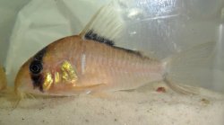 Hoplisoma sp. (Cw071) - Click for species page