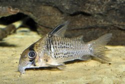 Hoplisoma sp. (Cw081) - Click for species page