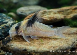 Hoplisoma sp. (Cw098) - Click for species page