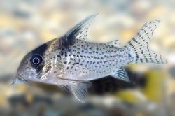 Hoplisoma sp. (Cw098)