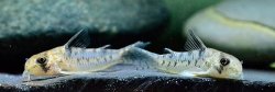 Hoplisoma sp. (Cw104)