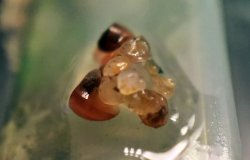 Hoplisoma sp. (Cw104)