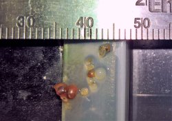 Hoplisoma sp. (Cw104)