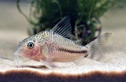 Hoplisoma sp. (Cw109)