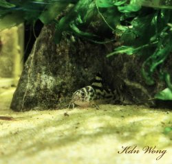 Hoplisoma sp. (Cw111)