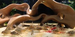 Hoplisoma sp. (Cw111)