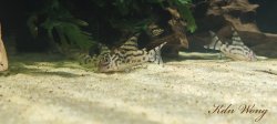 Hoplisoma sp. (Cw111)