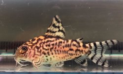 Hoplisoma sp. (Cw111)
